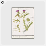 Thistle, Carduus and Artichoke, Cynara cardunculus - アンセルムス ボエティウス デ ブート Postcard.