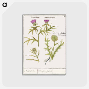 アートポストカード-Thistle, Carduus and Artichoke, Cynara cardunculus - アンセルムス ボエティウス デ ブート Postcard.