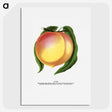 1-91_Botanical-Specimen-Plates_picture