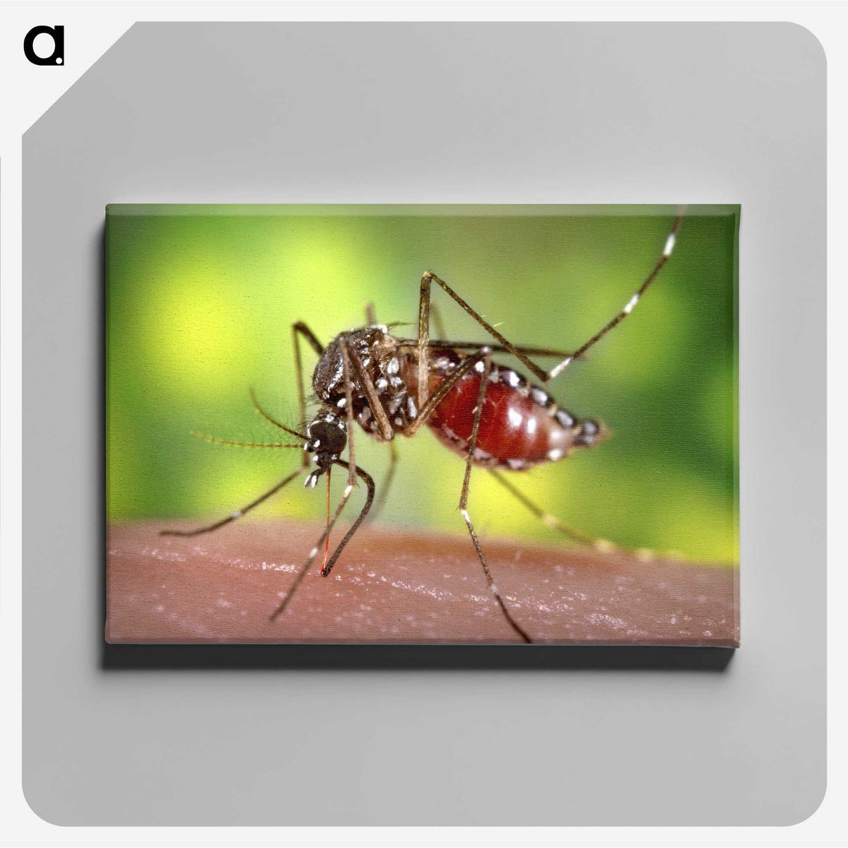 1-91_COVID-19_canvas