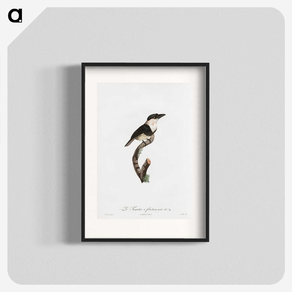 1-91_Des-Oiseaux-de-Paradis_blk