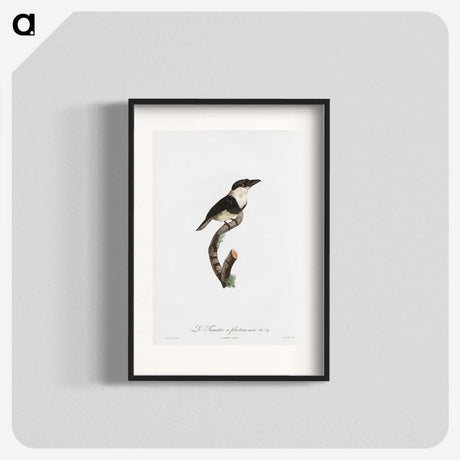 1-91_Des-Oiseaux-de-Paradis_blk
