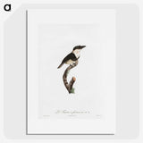 1-91_Des-Oiseaux-de-Paradis_picture