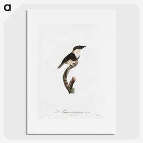 1-91_Des-Oiseaux-de-Paradis_picture