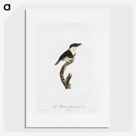 1-91_Des-Oiseaux-de-Paradis_picture