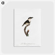 1-91_Des-Oiseaux-de-Paradis_postcard