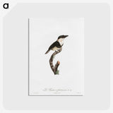 1-91_Des-Oiseaux-de-Paradis_postcard