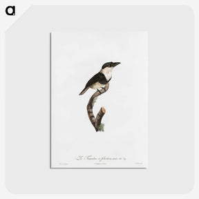 1-91_Des-Oiseaux-de-Paradis_postcard