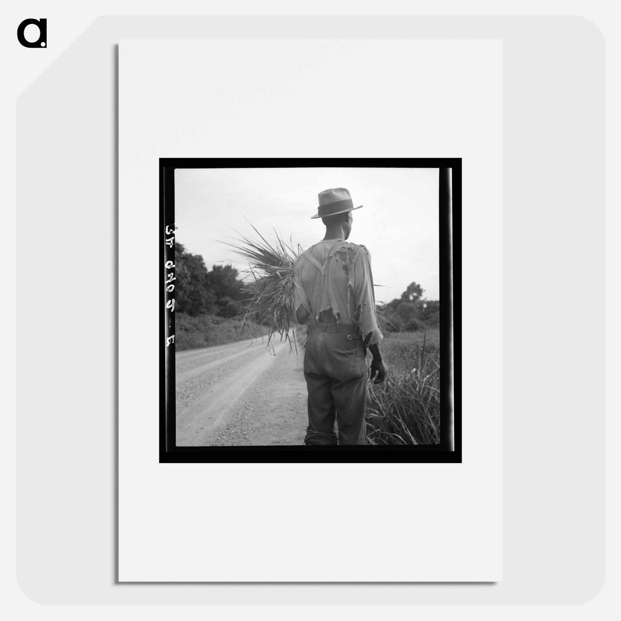 Old time living on cotton patch near Vicksburg, Mississippi - Dorothea Lange Poster.