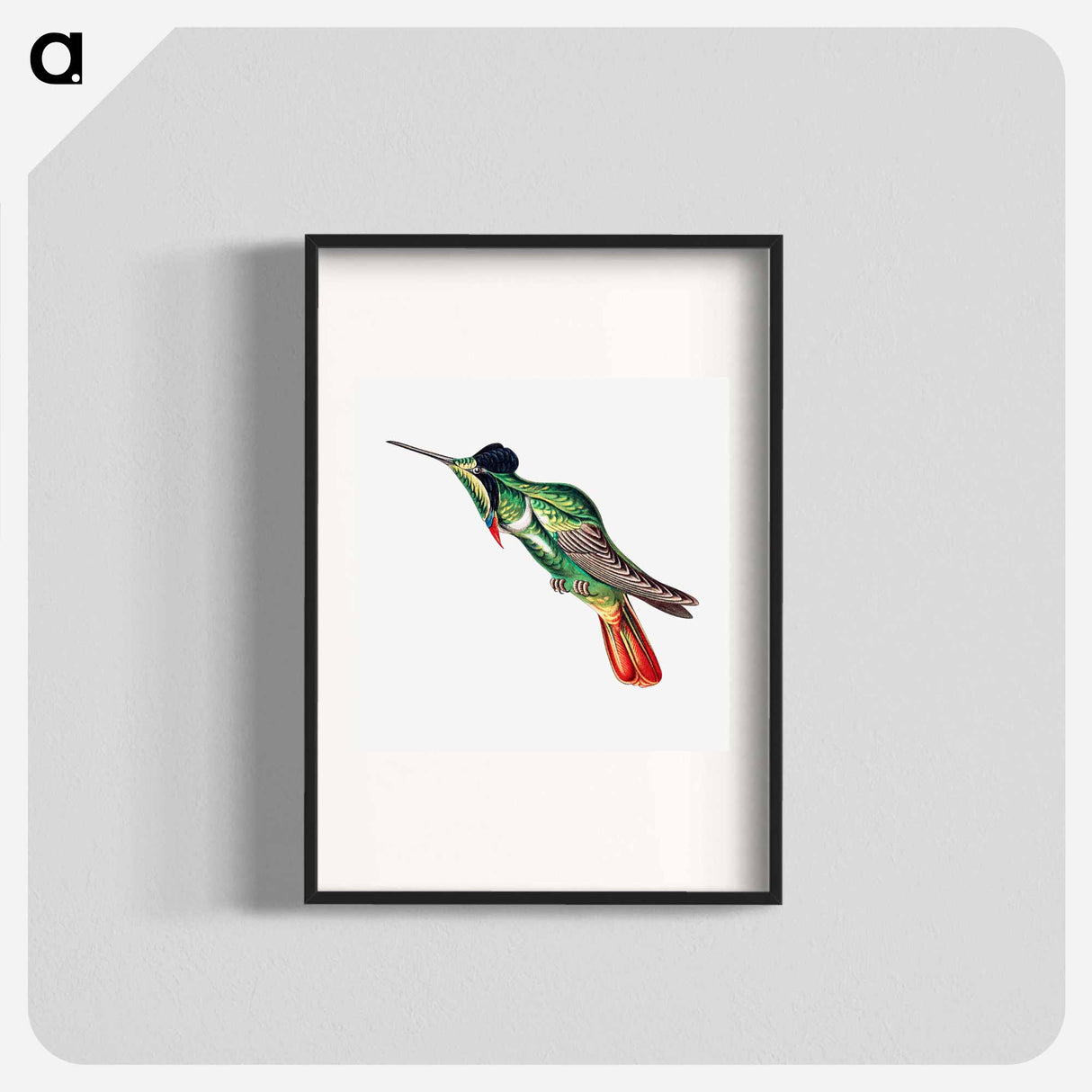 Colorful vintage hummingbird illustration - エルンスト ヘッケル Poster.