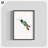Colorful vintage hummingbird illustration - エルンスト ヘッケル Poster.