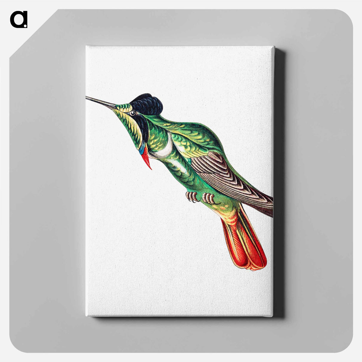 Colorful vintage hummingbird illustration - エルンスト ヘッケル Canvas.