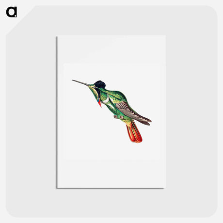 アートポストカード-Colorful vintage hummingbird illustration - エルンスト ヘッケル Postcard.