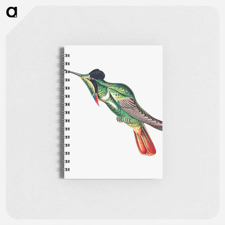 アートメモ帳-Colorful vintage hummingbird illustration - エルンスト ヘッケル Memo.