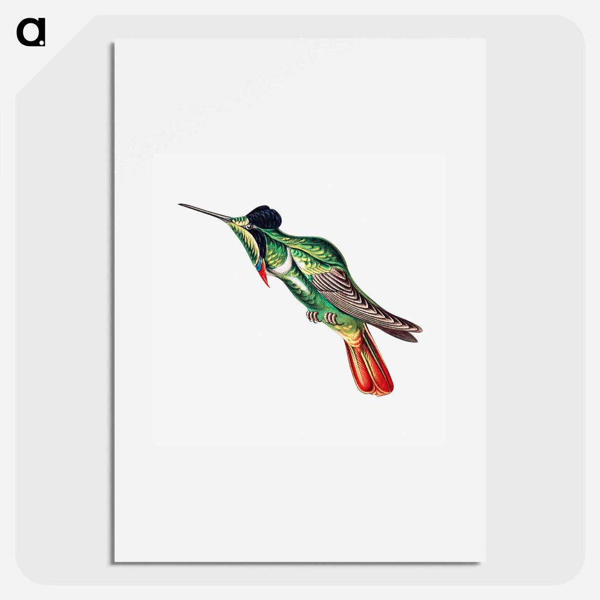 Colorful vintage hummingbird illustration - エルンスト ヘッケル Poster.