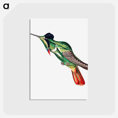 アートポストカード-Colorful vintage hummingbird illustration - エルンスト ヘッケル Postcard.