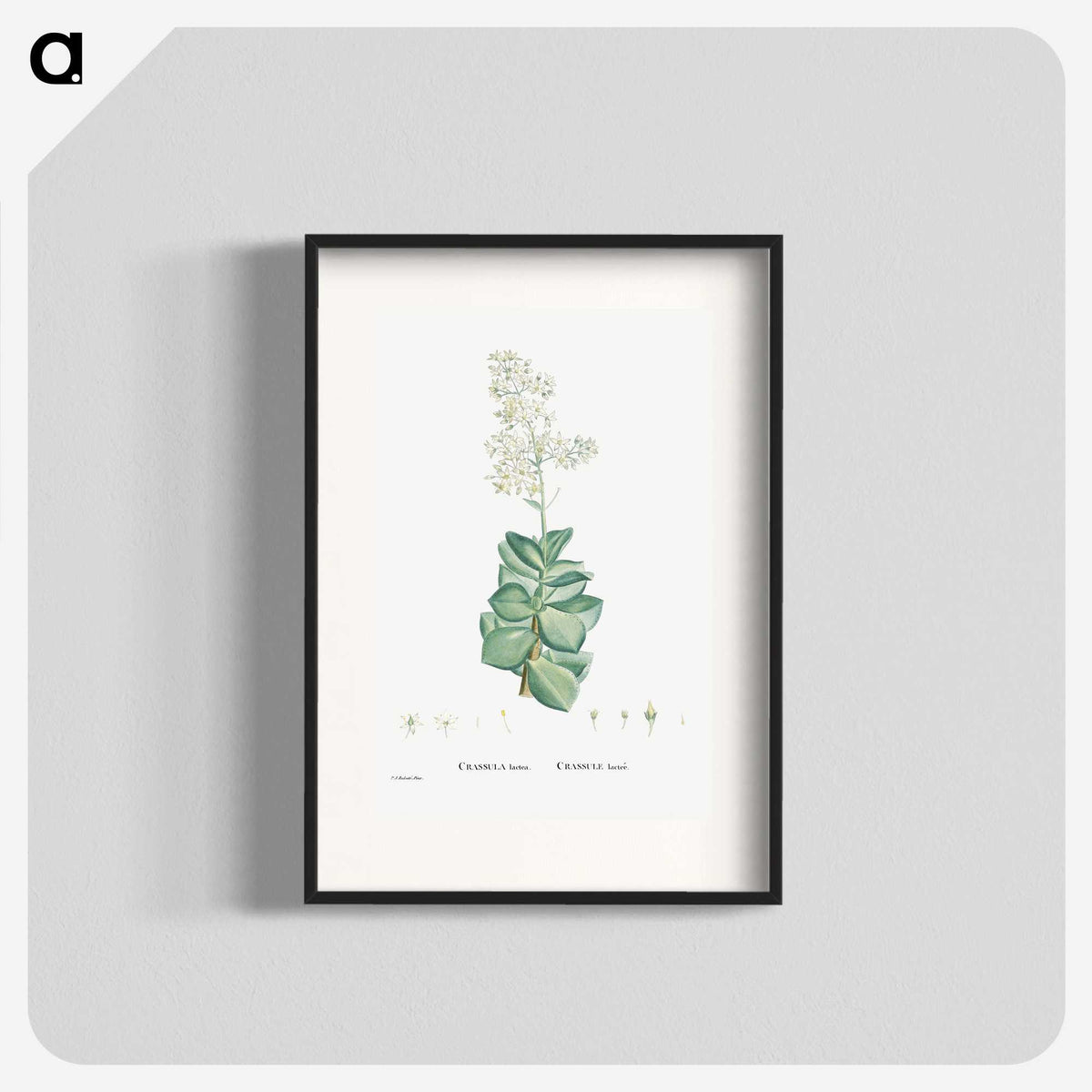 1-91_Histoire-des-Plantes-Grasses_blk
