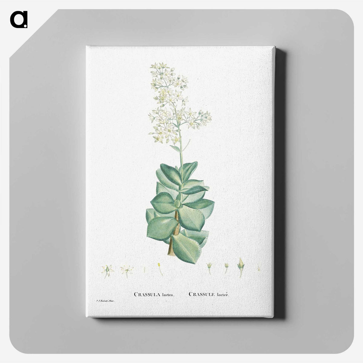 1-91_Histoire-des-Plantes-Grasses_canvas
