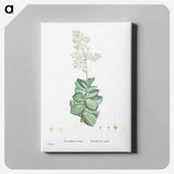 1-91_Histoire-des-Plantes-Grasses_canvas