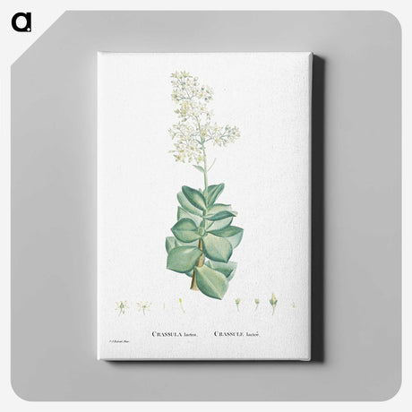 1-91_Histoire-des-Plantes-Grasses_canvas