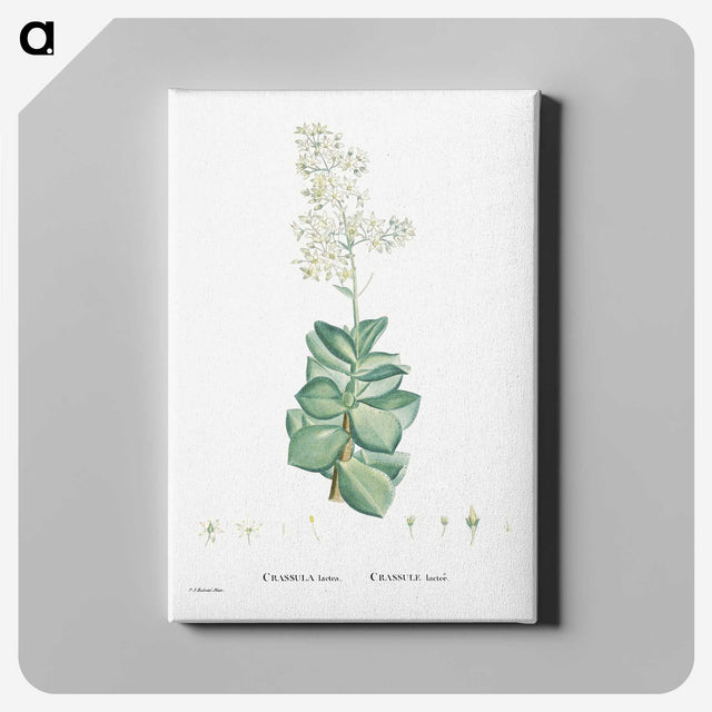 1-91_Histoire-des-Plantes-Grasses_canvas