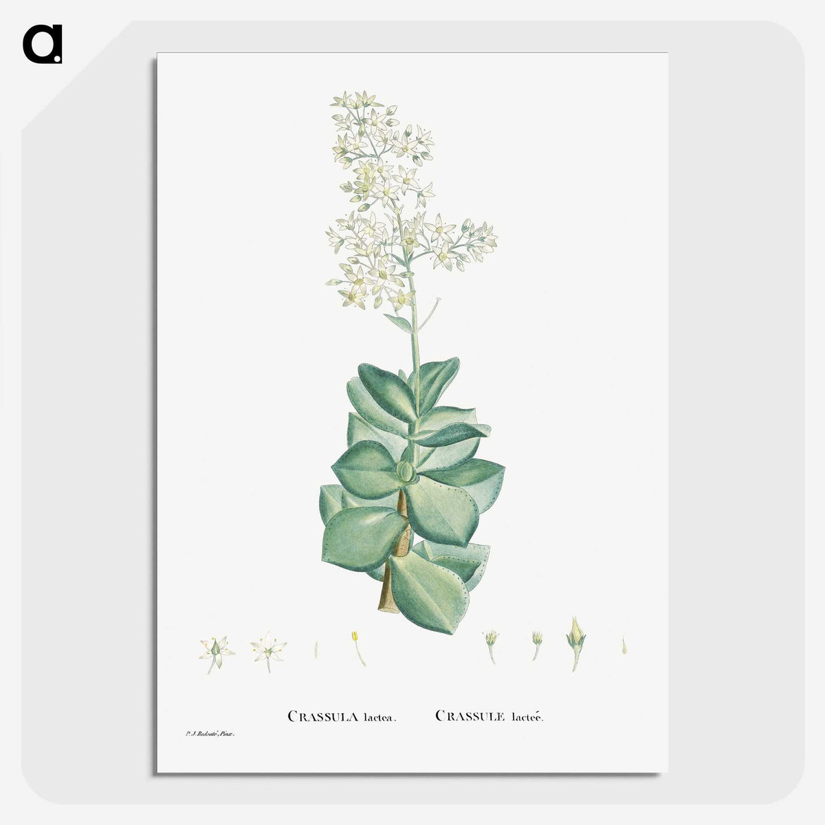 1-91_Histoire-des-Plantes-Grasses_picture-crop