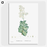 1-91_Histoire-des-Plantes-Grasses_picture-crop
