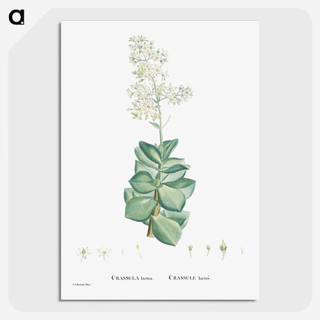1-91_Histoire-des-Plantes-Grasses_picture-crop