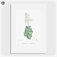 1-91_Histoire-des-Plantes-Grasses_picture