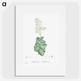 1-91_Histoire-des-Plantes-Grasses_picture