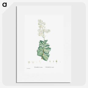 1-91_Histoire-des-Plantes-Grasses_picture