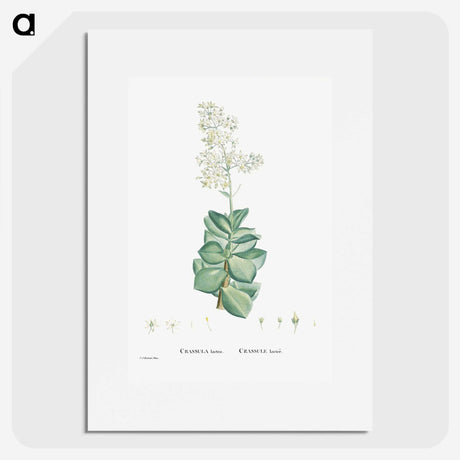 1-91_Histoire-des-Plantes-Grasses_picture