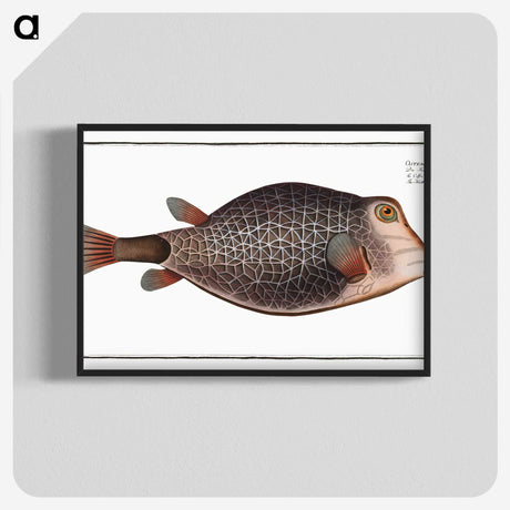 1-91_Ichtyologie-ou-Histoire-naturelle_blk-crop