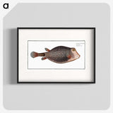 1-91_Ichtyologie-ou-Histoire-naturelle_blk