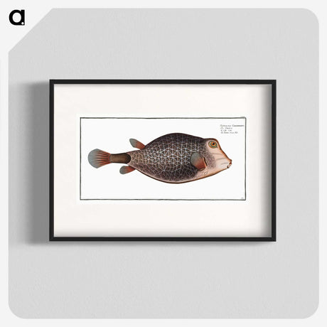1-91_Ichtyologie-ou-Histoire-naturelle_blk