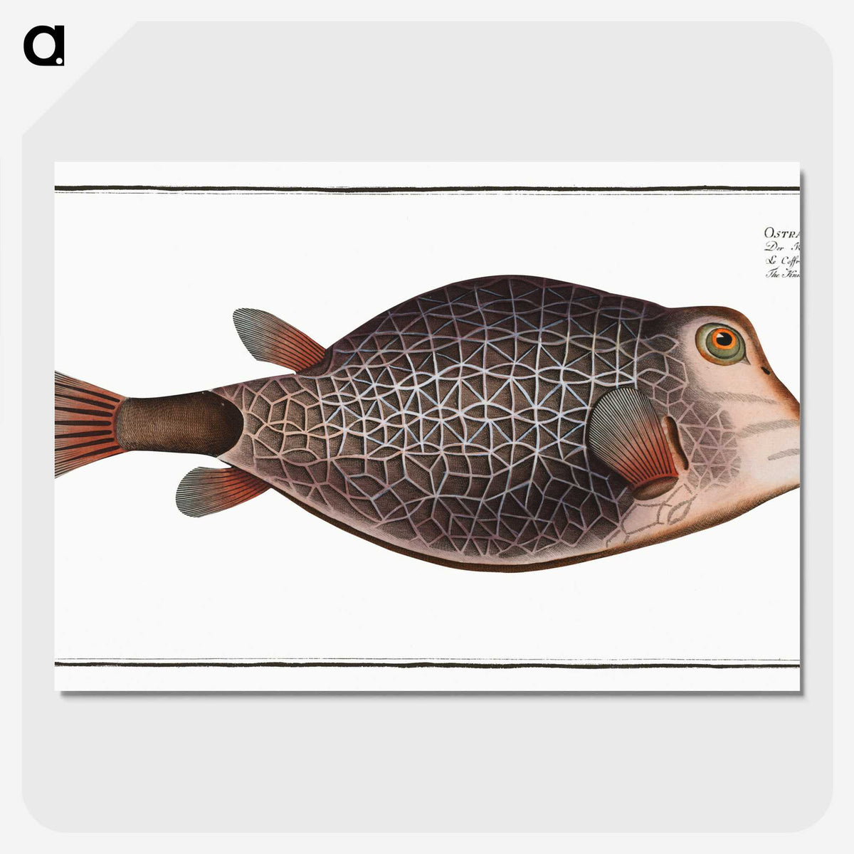 1-91_Ichtyologie-ou-Histoire-naturelle_picture-crop