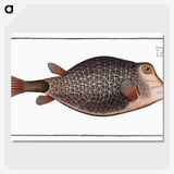 1-91_Ichtyologie-ou-Histoire-naturelle_picture-crop