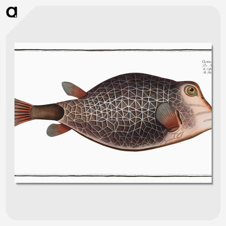 1-91_Ichtyologie-ou-Histoire-naturelle_picture-crop