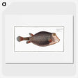 1-91_Ichtyologie-ou-Histoire-naturelle_picture