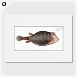 1-91_Ichtyologie-ou-Histoire-naturelle_picture