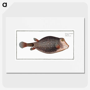 1-91_Ichtyologie-ou-Histoire-naturelle_picture