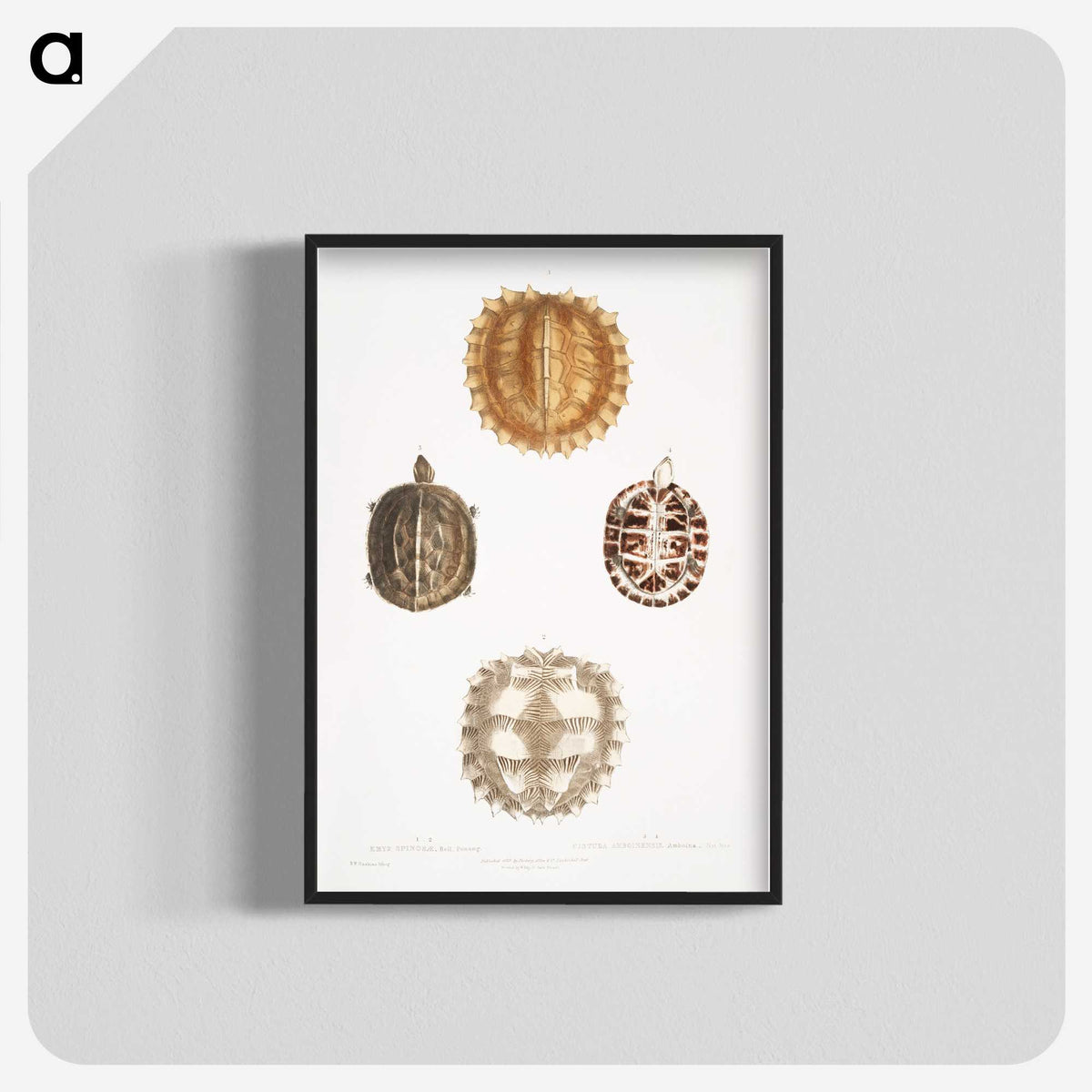 1-91_Indian-Zoology_blk-crop