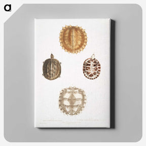 1-91_Indian-Zoology_canvas