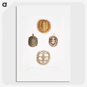 1-91_Indian-Zoology_picture