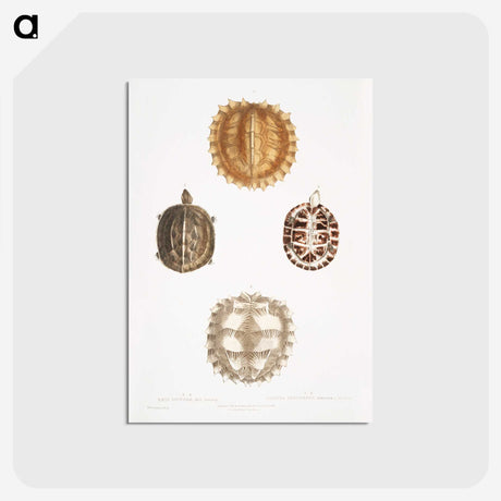 1-91_Indian-Zoology_postcard
