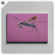 1-91_Insects-Unlocked-Project_canvas