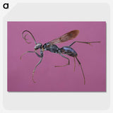 1-91_Insects-Unlocked-Project_picture-crop