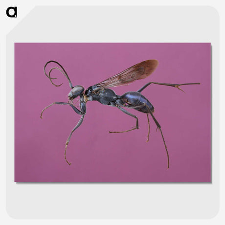 1-91_Insects-Unlocked-Project_picture-crop