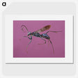 1-91_Insects-Unlocked-Project_picture