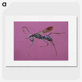 1-91_Insects-Unlocked-Project_picture